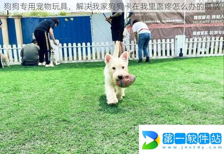 狗狗專用寵物玩具解決我家狗狗卡在我里面疼怎么辦的煩惱